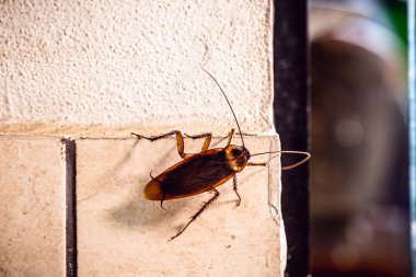 Periplaneta cockroach, known as red cockroach or American cockroach,walking along the wall of the house, fear of cockroach clipart