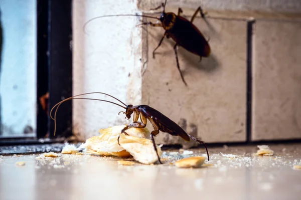 Komen Veel Kakkerlakken Door Deur Het Appartement Bestrijding Van Plaagorganismen — Stockfoto