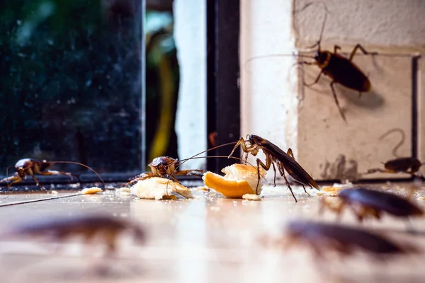 Många Kackerlackor Kommer Genom Dörren Inne Lägenheten Kontroll Skadegörare Och — Stockfoto
