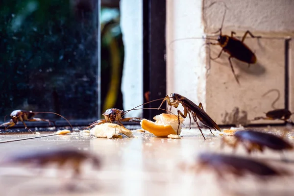 Molti Scarafaggi Che Entrano Dalla Porta All Interno Dell Appartamento — Foto Stock