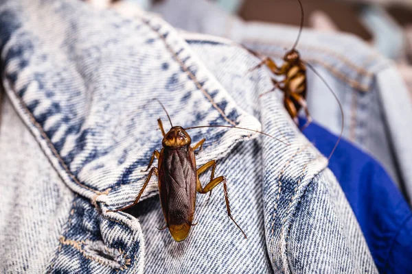 Cucarachas Dentro Del Armario Royendo Ropa Insectos Casa Animales Asquerosos — Foto de Stock