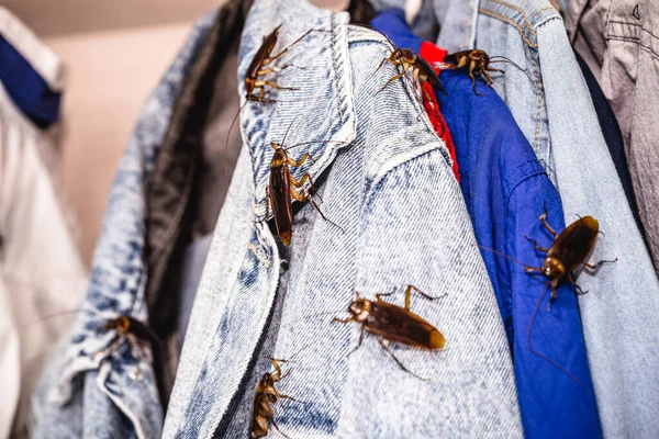 Cucarachas Comunes Roer Roer Ropa Insectos Dentro Del Armario Problema — Foto de Stock