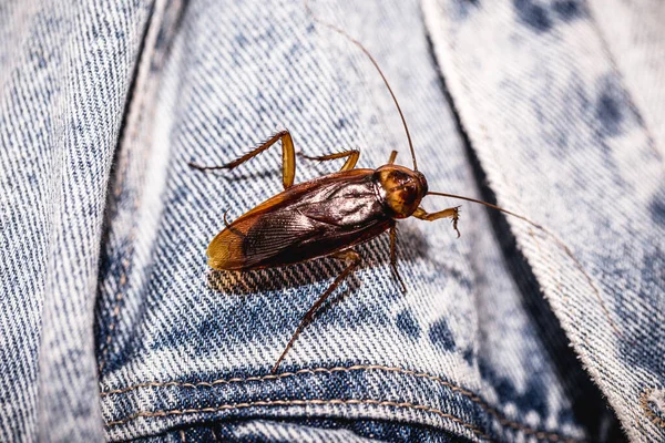 Cucaracha Roja Común Chaqueta Mezclilla Que Roe Problema Interior Del — Foto de Stock