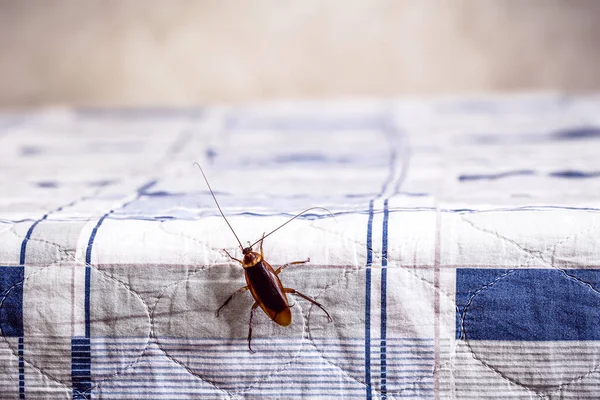 Cucaracha Escalando Una Cama Limpia Problemas Insectos Casa Espacio Para — Foto de Stock