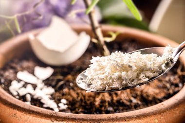 ground and crushed eggshell used as fertilizer and vitamin for small plants, apartment gardening
