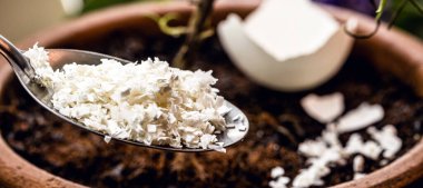 spoon with ground eggshell, fertilizer and homemade plant smoothie