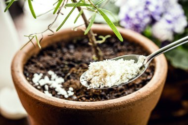 spoon with ground eggshell, fertilizer and homemade plant smoothie