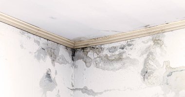 black mold and fungus spreading around the house, leaking and leaking water in the ceiling
