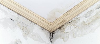 leaky wall and water seeping in, fungus and mold spreading quickly, cause breathing problems indoors