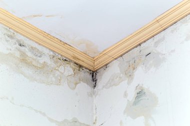 ceiling with leak problem and fungus spreading, wall covered by fungus and mold, need for renovation