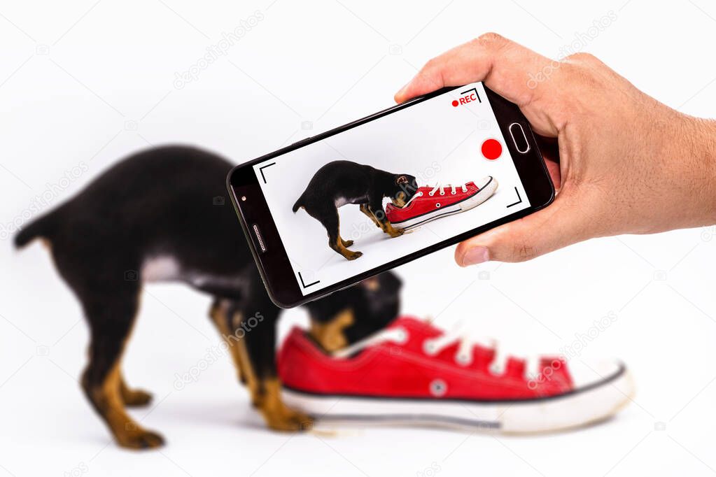 puppy being shot by black smartphone cellphone. Videos of cute animals going viral on the internet, live video being broadcast