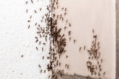 İçerideki çatlaktan çıkan küçük karıncalar, içerideki böcek sorunu, odak noktası...