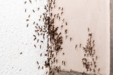 small ants coming out of a crack inside apartment, insect problem indoors, spot focus clipart