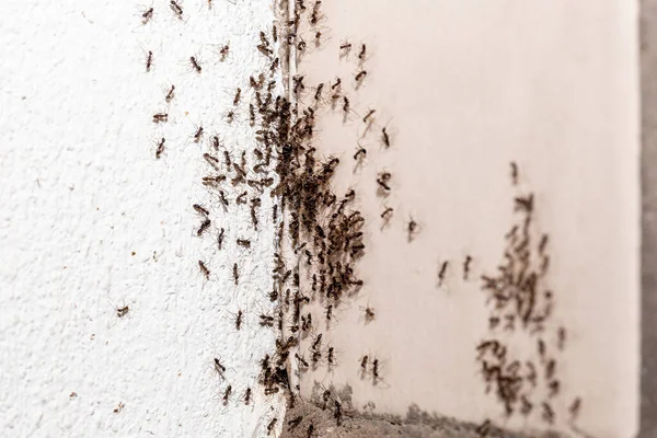 Kleine Mieren Komen Uit Een Barst Binnen Appartement Insectenprobleem Binnen — Stockfoto