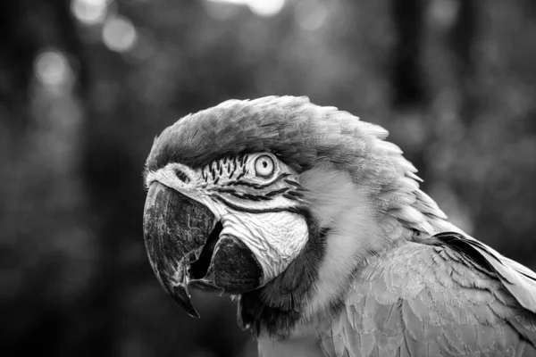 Foto Preto Branco Arara Canind Close Pássaro Típico Brasil Idosos — Fotografia de Stock