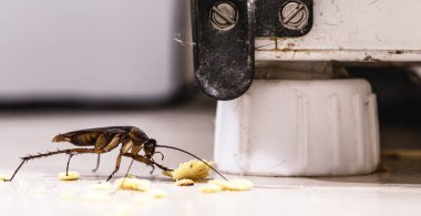 Kirli bir mutfağın zemininde yemek kırıntıları yiyen hamamböcekleri, kapalı alanda böcek sorunu, haşere ya da istila