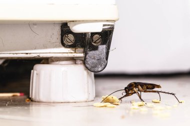 Kirli bir mutfağın zemininde yemek kırıntıları yiyen hamamböcekleri, kapalı alanda böcek sorunu, haşere ya da istila