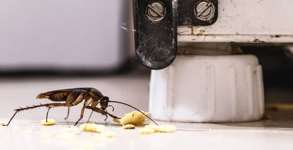 Kakerlaken Fressen Krümel Von Nahrung Auf Dem Boden Einer Schmutzigen — Stockfoto