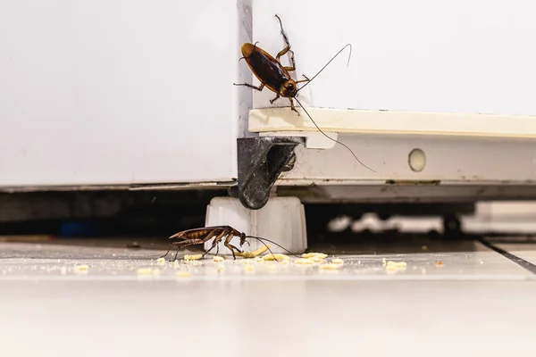 Kakerlakenbefall Der Küche Schmutz Der Insekten Ins Haus Lockt Urbaner — Stockfoto