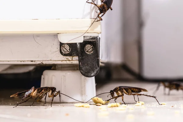 Kakkerlakkenbesmetting Keuken Binnenshuis Aantrekkende Insecten Stadspest — Stockfoto