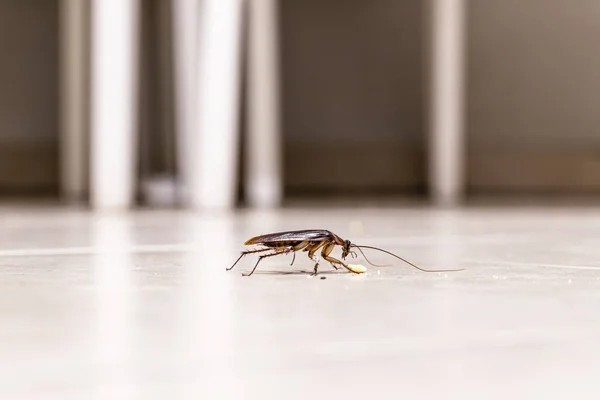 Kakkerlak Kruipend Keukenvloer Vuil Aantrekkende Insecten Stedelijke Pest Binnen — Stockfoto