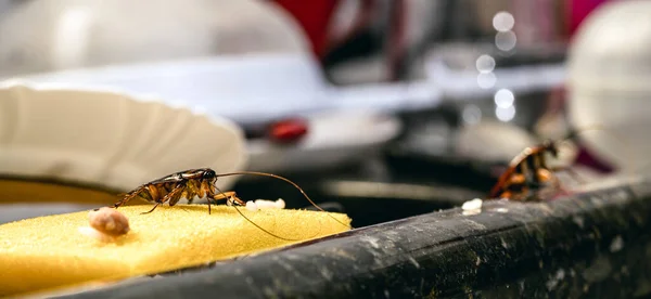 Cucaracha Comiendo Fregadero Cocina Sucio Muy Sucio Mala Higiene Hogar — Foto de Stock