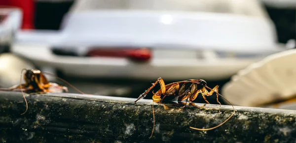 Cucaracha Muerta Sobre Fregadero Cocina Insecto Muerto Sobre Fregadero Sucio — Foto de Stock