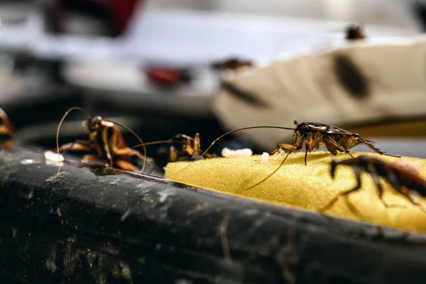 Infestación Cucarachas Comiendo Fregadero Cocina Desordenado Muy Sucio Mala Higiene — Foto de Stock