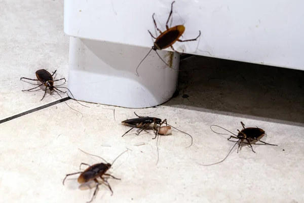 Kakkerlakkenplaag Lopen Kruipen Vuile Keukenvloer Insecten Vuile Ijssalon Behoefte Aan — Stockfoto