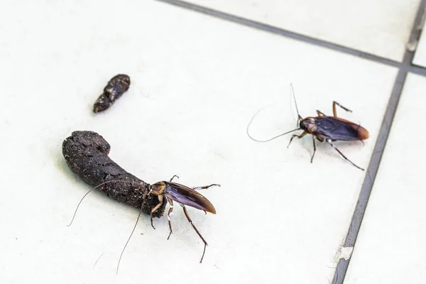 Cockroach Pet Feces Insect Contaminating Home Pets Disease Risk Pest — Stock Photo, Image