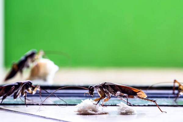Insecten Die Vuil Eten Vloer Kakkerlakken Binnen Vloer Insectenprobleem Binnen — Stockfoto