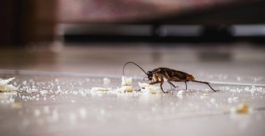 dirty cockroach walking on the floor eating crumbs of garbage, disgusting insect indoors, need for detection clipart