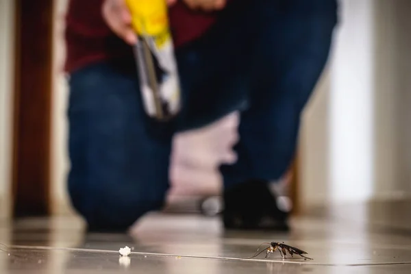 ゴキブリはエアロゾル毒で殺され床のゴキブリは毒で死に室内の衛生が悪い — ストック写真