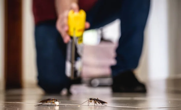 Person Döda Kackerlacka Med Gift Spray Kackerlacka Smutsigt Golv Inomhus — Stockfoto