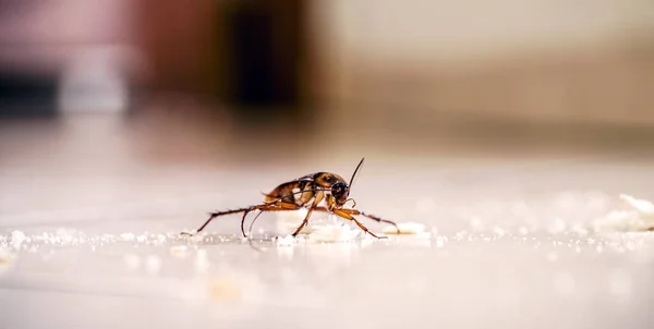 Yerde Ekmek Kırıntılarıyla Yürüyen Hamamböceği — Stok fotoğraf