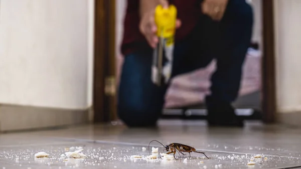 Cockroach Being Killed Indoors Aerosol Poison Spray Insect Infestation Insect — Stock Photo, Image