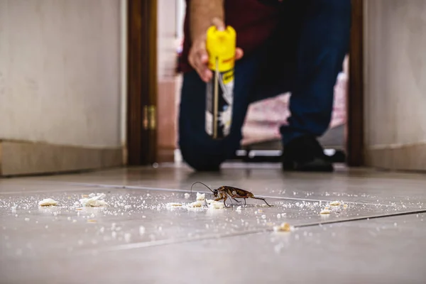 ゴキブリは屋内で殺されエアロゾル毒スプレー昆虫の侵入昆虫の検出 — ストック写真