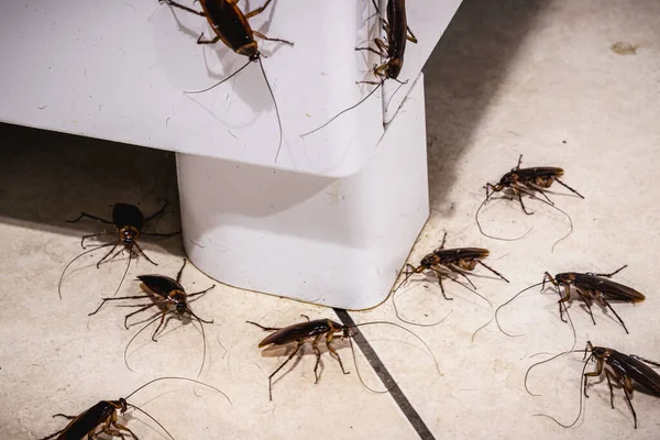 Cockroach Infestation Kitchen Insects Floor Hygiene Need Cleaning Detection Home — Stock Photo, Image