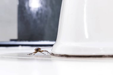 Kirli banyoda tuvaletin yanında yürüyen kırmızı hamamböceği.