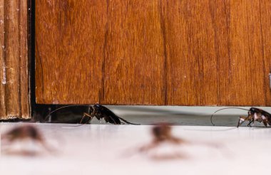 Kapıdan geçen kırmızı hamamböceği, böcek istilası, hamamböceği istilası...