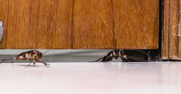 Κόκκινη Κατσαρίδα Που Διέρχεται Από Την Πόρτα Έντομο Εισβάλλοντας Σπίτι — Φωτογραφία Αρχείου