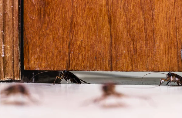 赤いゴキブリがドアを通り虫が侵入する家の中でゴキブリの侵入 — ストック写真