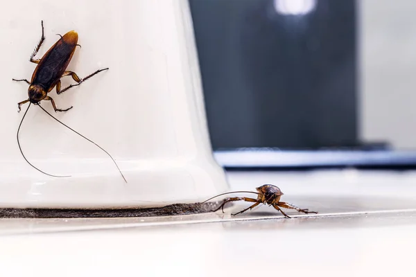 Kırmızı Yapımı Hamamböceği Banyoda Yerde Sürünüyordu Çeride Böcek Istilası Hijyen — Stok fotoğraf