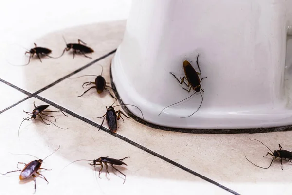 Тараканы Бегают Полу Ванной Комнате Заражение Насекомыми Ванной Комнате Необходимость — стоковое фото