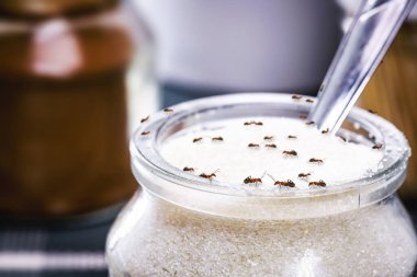 Kavanozun içinde şeker yiyen kırmızı karıncalar, yetersiz hijyen, kapalı alanda karıncalar, pislik ve kötü hijyen.