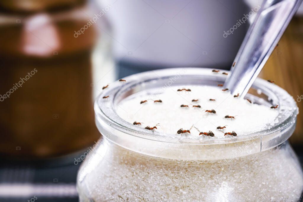 red ants eating sugar inside an open jar, poor hygiene, ants indoors, dirt and poor hygiene