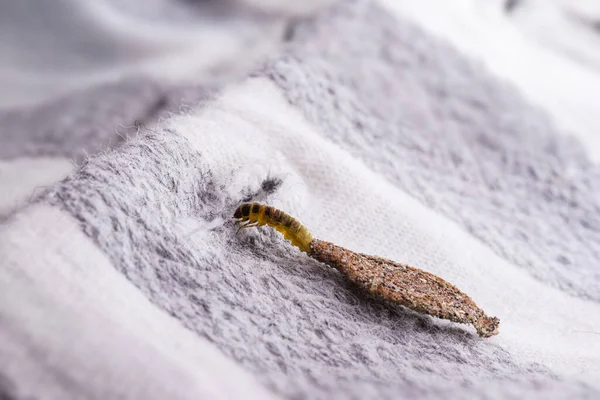 Moth Larva Clothing Feeding Fabric Macro Photo Urban Pest Lack — Photo