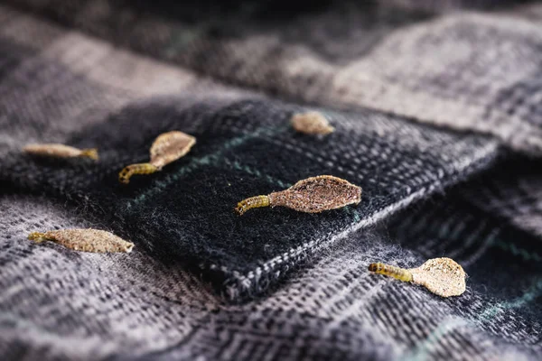 Wall Moth Larvae Clothing Moths Feed Fur Wool Dead Skin — Foto Stock