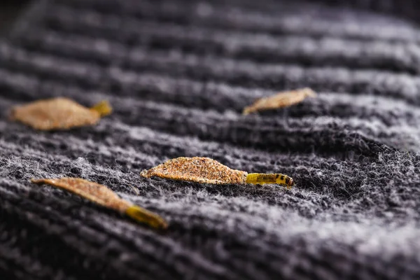 Wall Moth Larvae Clothing Moths Feed Fur Wool Dead Skin — Foto Stock