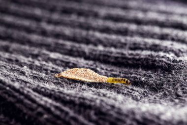 Wall moth larvae, found crawling up walls or clothing, inside a small cocoon, feed on fur (including the wool of clothing), feathers, leather, dead skin fragments, hair and paper.